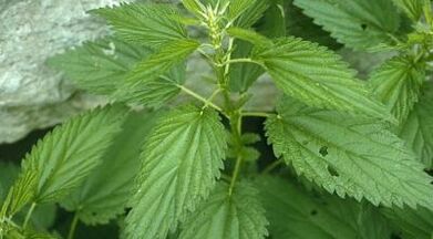 herbal decoction for the treatment of varicose veins