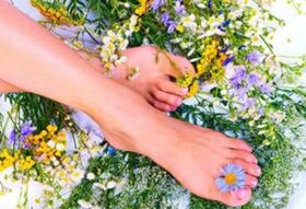 Medicinal herbs are effective in the initial stages of varicose veins